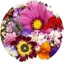 Doinita Aristotel profile picture